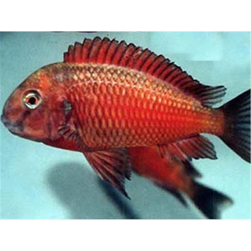 Tropheus moorii moliro - imagine 4